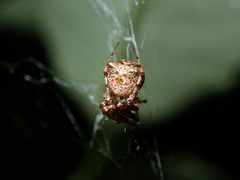 Australomimetus sennio