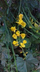 Spartium junceum