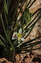 Albuca consanguinea