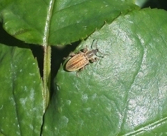 Polydrusus marginatus