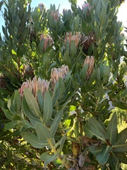 Protea × hybrida