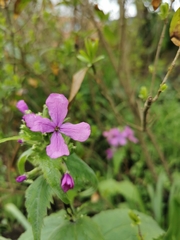 Lunaria annua