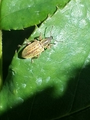 Polydrusus marginatus