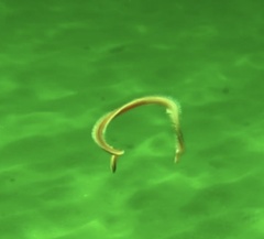 Glycera americana