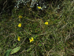 Microseris scapigera