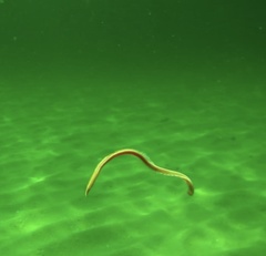 Glycera americana