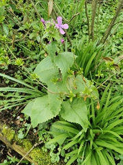Lunaria annua