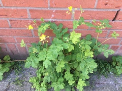 Chelidonium majus