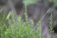 Hibbertia exutiacies