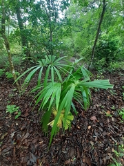 Rhapis excelsa