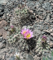 Sclerocactus glaucus
