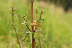 Paratalanta pandalis