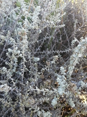 Plecostachys serpyllifolia