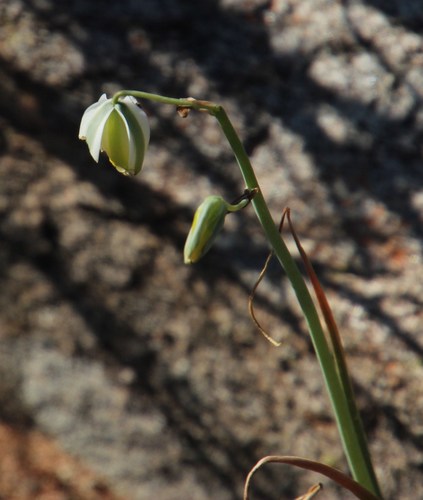 Albuca leucantha