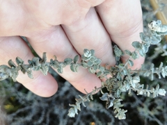 Plecostachys serpyllifolia