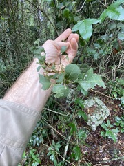 Alectryon subdentatus