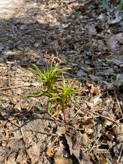 Chamaenerion angustifolium