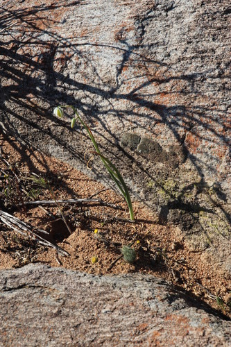 Albuca leucantha