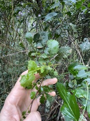 Alectryon subdentatus