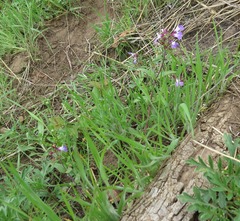 Collinsia violacea