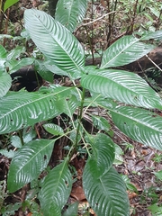 Palicourea brachiata
