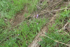 Collinsia violacea