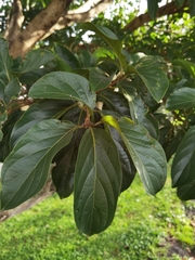 Cordia eriostigma