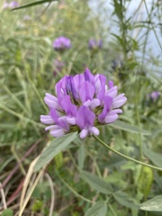 Bituminaria