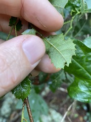 Alectryon subdentatus