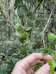 Alectryon subdentatus