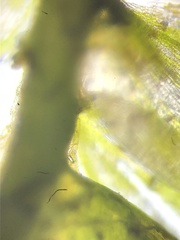 Plagiothecium nemorale