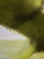 Plagiothecium nemorale