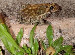 Duttaphrynus melanostictus