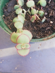 Crassula pellucida pellucida