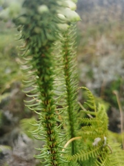 Erica sessiliflora
