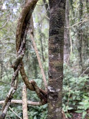 Alectryon subdentatus