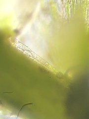 Plagiothecium nemorale