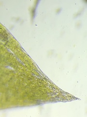 Plagiothecium nemorale