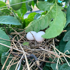 Streptopelia senegalensis