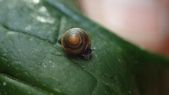 Habroconus