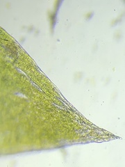 Plagiothecium nemorale