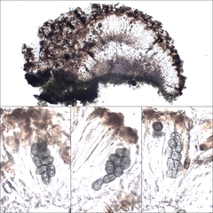 Rinodina atrocinerea