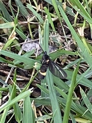 Psichotoe duvaucelii