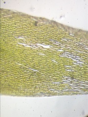 Plagiothecium nemorale