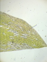 Plagiothecium nemorale