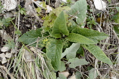 Verbascum chaixii