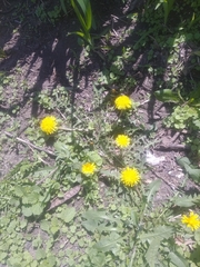 Taraxacum officinale