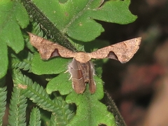 Monobolodes prunaria