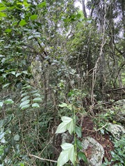 Alectryon subdentatus