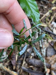 Citrus australis